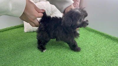 お問合せネーム・800ちゃんの写真 7