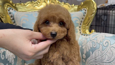 お問合せネーム・638くん