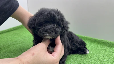 お問合せネーム・207ちゃんの写真 4