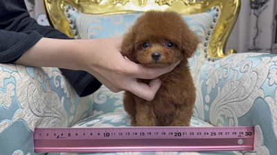 お問合せネーム・210ちゃんの写真 2