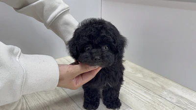 お問合せネーム・661ちゃんの写真 7