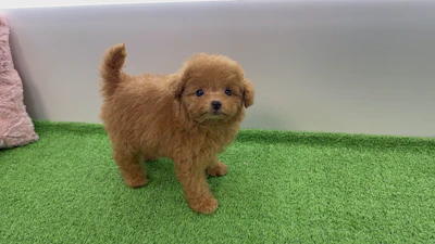 お問合せネーム・132ちゃんの写真 2