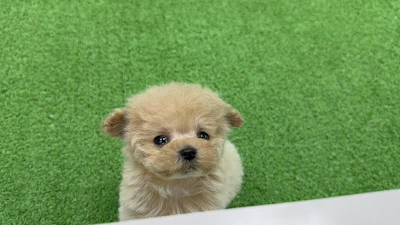 お問合せネーム628くんの写真 5