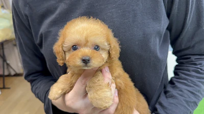 お問合せネーム・522くんの写真 3