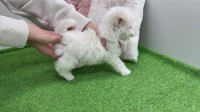 お問合せネーム・237ちゃんの写真 7