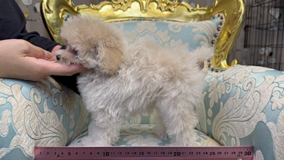 お問合せネーム・075ちゃんの写真 4