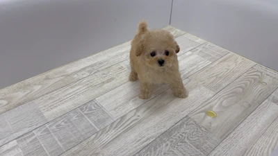 お問合せネーム・261ちゃんの写真 7