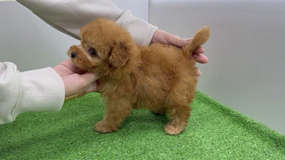 お問合せネーム・541ちゃんの写真 6