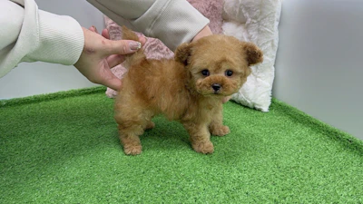 お問合せネーム・338くんの写真 7