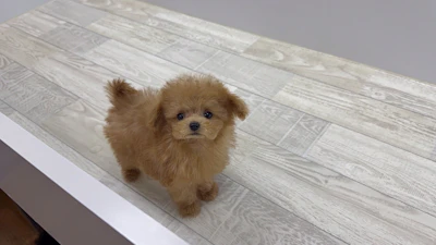 お問合せネーム・193ちゃんの写真 4