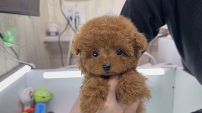 お問合せネーム・480ちゃんの写真 4