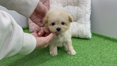 お問合せネーム・836ちゃんの写真 3