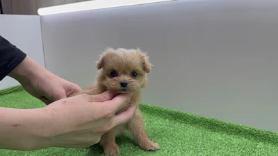 お問合せネーム・947ちゃんの写真 2