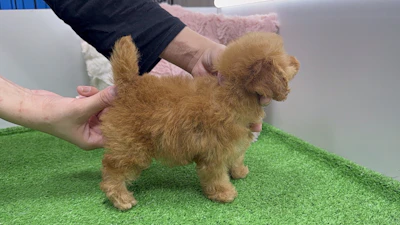 お問合せネーム・522くんの写真 3