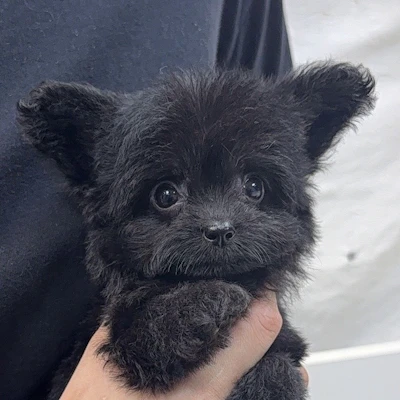 お問合せネーム・717ちゃん