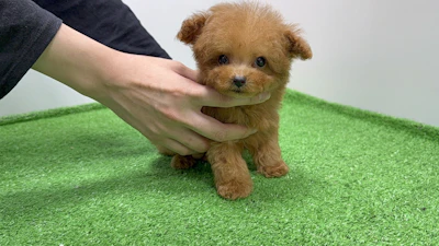 お問合せネーム・858くん