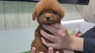 お問合せネーム・210ちゃんの写真 4