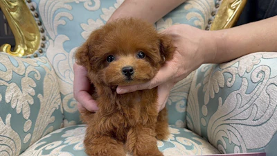 お問合せネーム・522ちゃんの写真 3