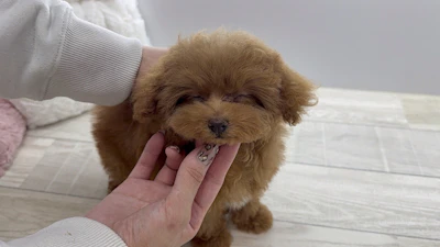 お問合せネーム・888ちゃんの写真 7