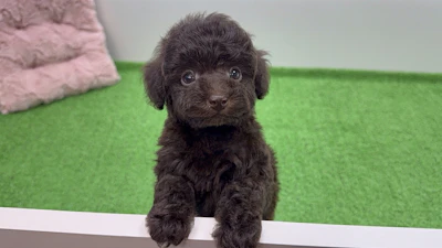 お問合せネーム・308くんの写真 4