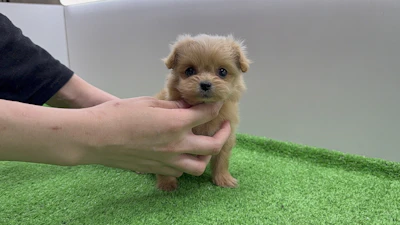 お問合せネーム・947ちゃん