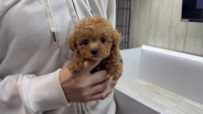 お問合せネーム・211ちゃん