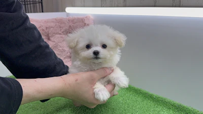 お問合せネーム・021ちゃんの写真 2