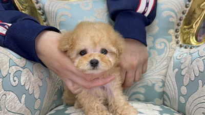 お問合せネーム・293ちゃんの写真 4