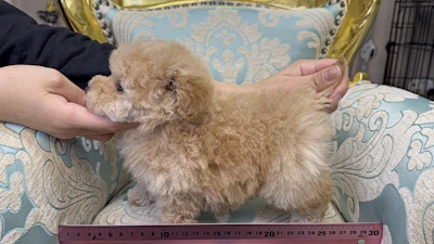 お問合せネーム・290ちゃんの写真 5