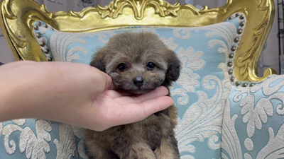 お問合せネーム・279ちゃんの写真 2
