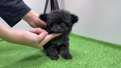 お問合せネーム・980くんの写真 5