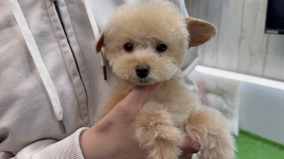 タイニーサイズプードル