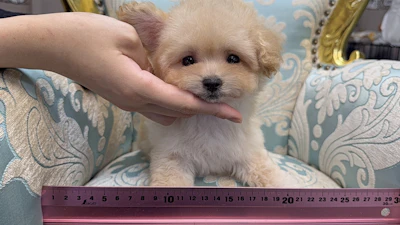 お問合せネーム・238ちゃんの写真 2