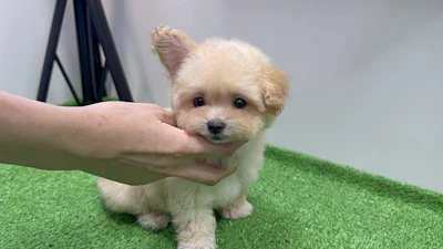 お問合せネーム・238ちゃんの写真 5