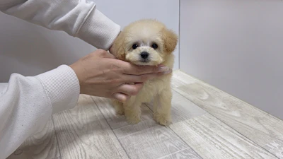 お問合せネーム・690ちゃんの写真 3