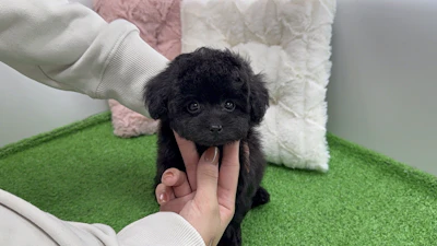 お問合せネーム・532ちゃんの写真 4