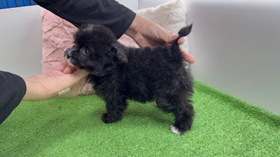 お問合せネーム・601ちゃんの写真 8