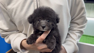 お問合せネーム・372ちゃんの写真 4