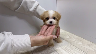お問合せネーム・463ちゃんの写真 4