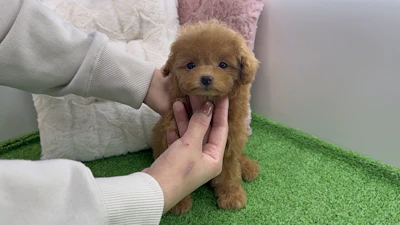 お問合せネーム・132ちゃん