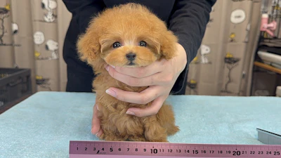 お問合せネーム・815ちゃん