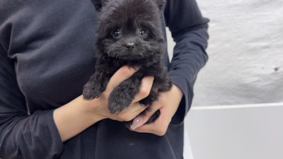 お問合せネーム・717ちゃんの写真 2