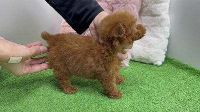 お問合せネーム・643ちゃんの写真 9