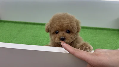 お問合せネーム・587ちゃん