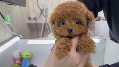 お問合せネーム・480ちゃんの写真 3