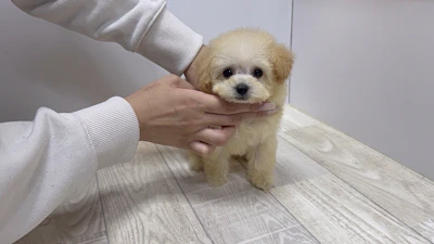 お問合せネーム・690ちゃん