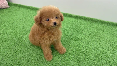 お問合せネーム・132ちゃんの写真 5