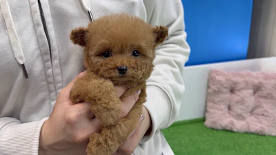 お問合せネーム・691くんの写真 4