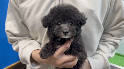 お問合せネーム・372ちゃん