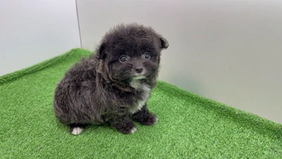 お問合せネーム・601ちゃんの写真 2